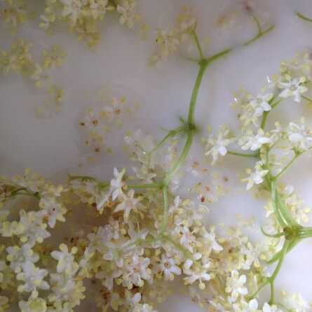 crème aux fleurs de sureau