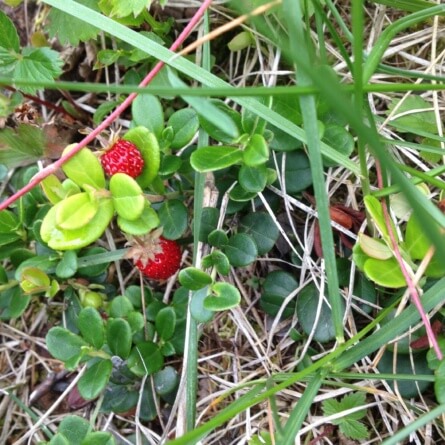 Les fraises des bois