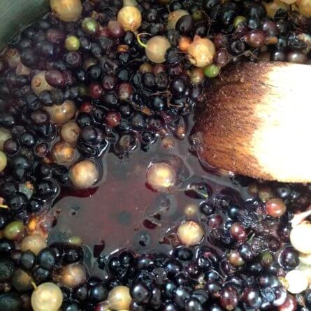 Préparation de la gelée de sureau